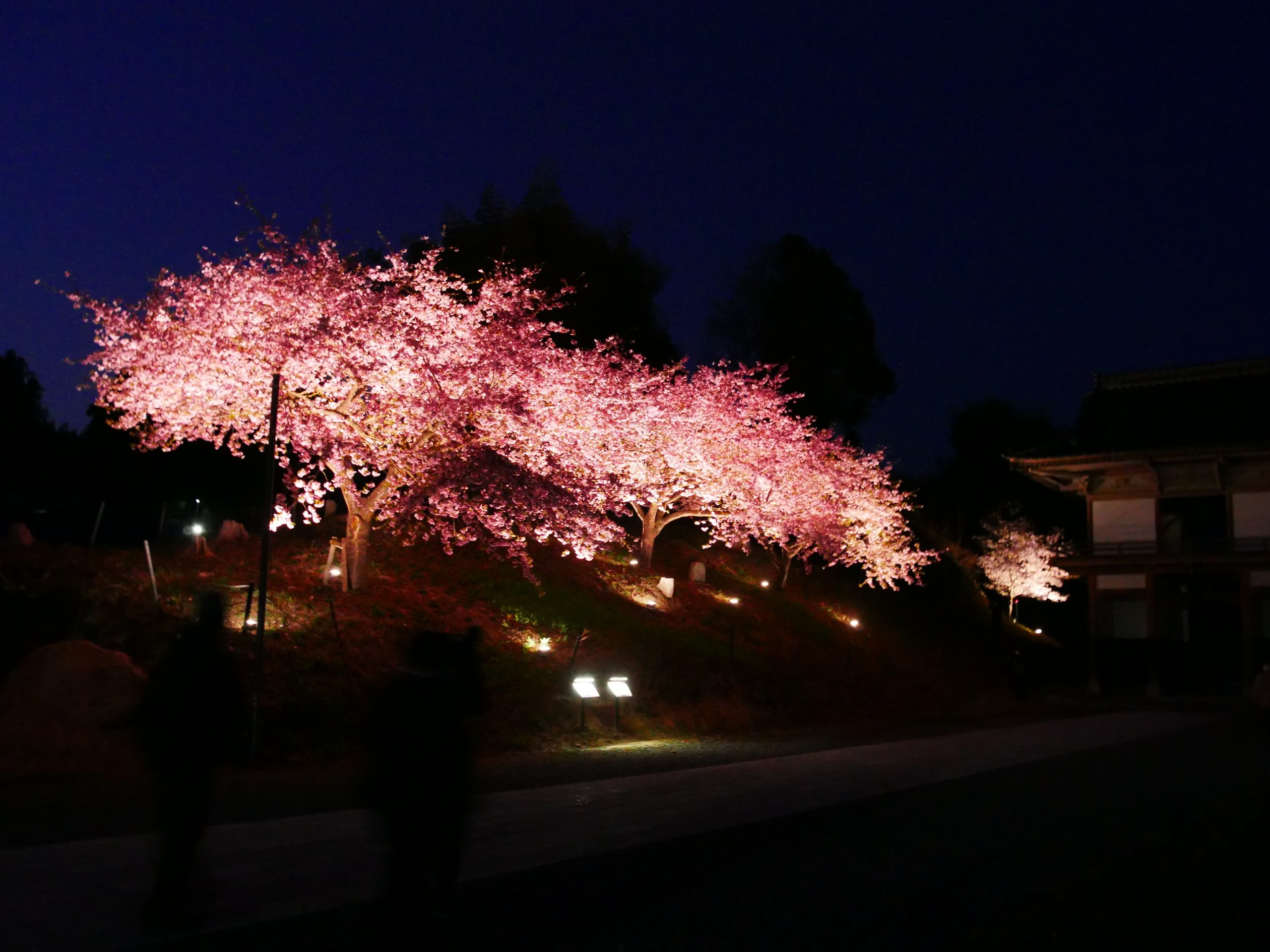 桜肥後図　 K-037-2BR3 県立図書館前の1本の「桜」満開！ 2023/03/12