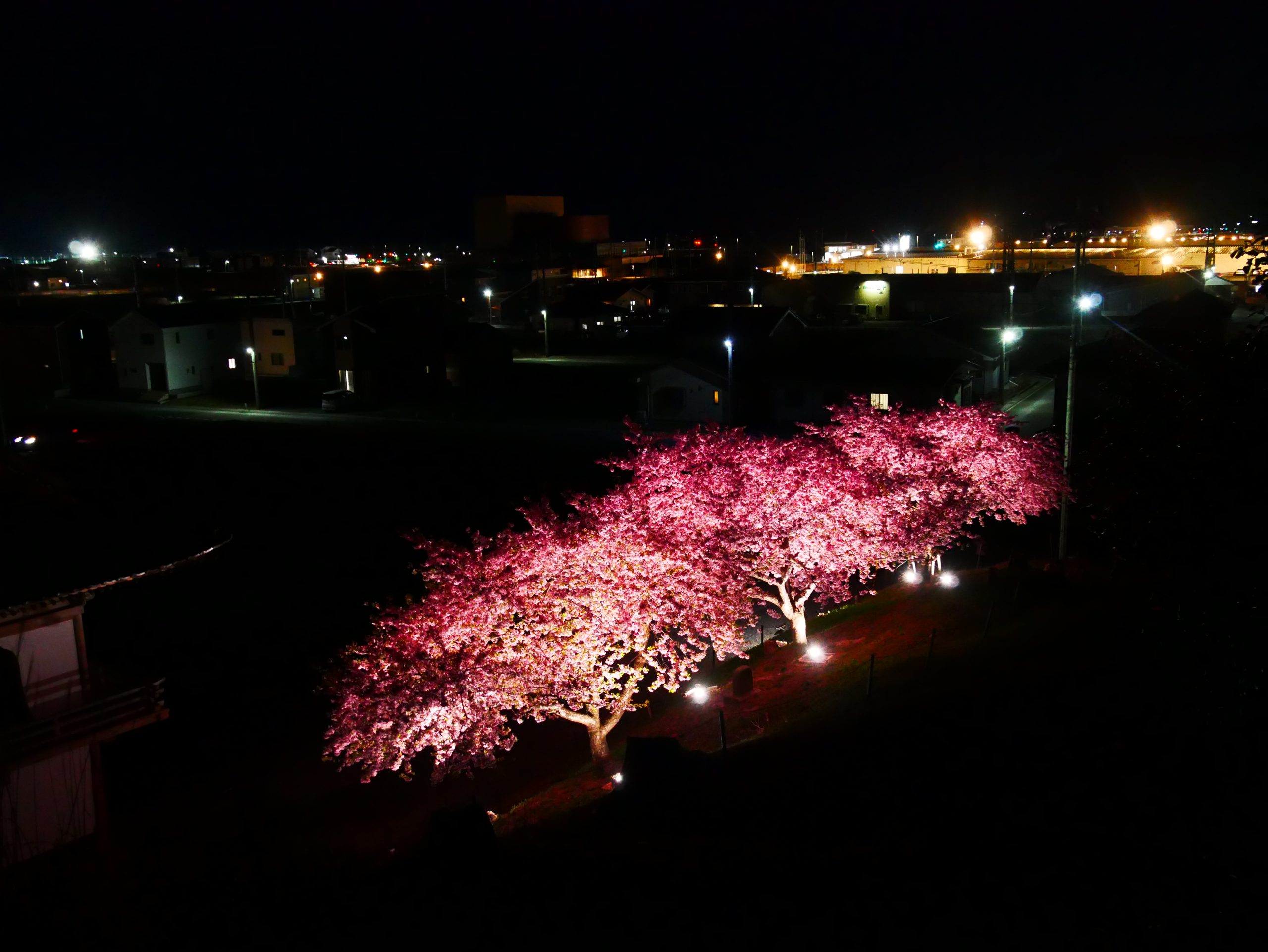 レア 岩国基地 2017 桜 SAKURA SAKURA ISLAND on X: 